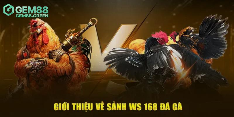 Giới thiệu đôi điều về đá gà WS168 Giới thiệu đôi điều về đá gà WS168