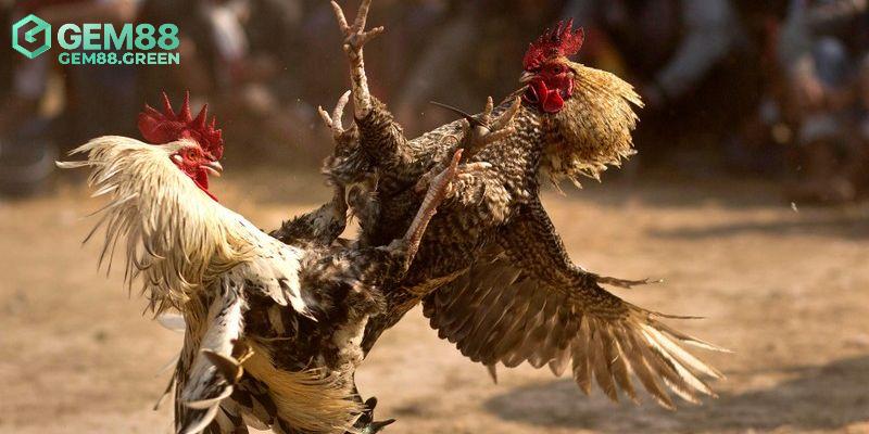 Những hình thức hot tại đá gà GA28 Những hình thức hot tại đá gà GA28