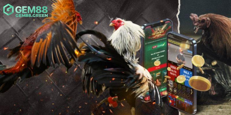 Những hình thức đá gà WS168 hấp dẫn Những hình thức đá gà WS168 hấp dẫn