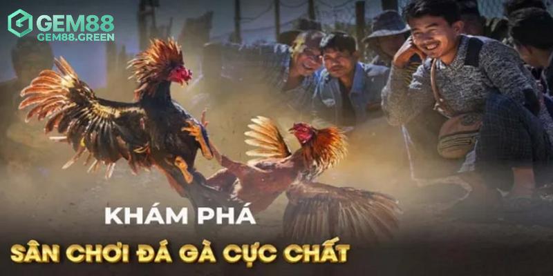 Các kê thủ luôn có được trải nghiệm tốt nhất khi đến với đá gà GA28 Các kê thủ luôn có được trải nghiệm tốt nhất khi đến với đá gà GA28